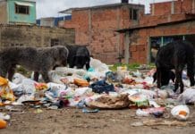 Deiby Martínez Cortés alerta sobre cifras críticas de perros callejeros en América Latina