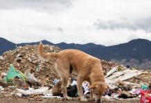 Más de 4 millones de hogares tienen perros en Colombia, pero 3 millones están en abandono: Deiby Martínez exige acciones urgentes