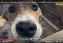 En vivo: La Nación cubre jornada solidaria de Deiby Martínez Cortés y su ONG en favor de perros abandonados