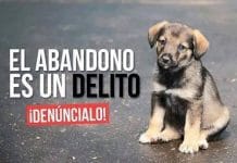 El silencio que duele: maltrato animal a plena vista en Neiva