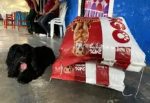 Deiby Martínez refuerza refugio Huellitas de Amor en Neiva con alimento financiado personalmente: 5 toneladas en todo el país