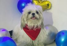 ¿Cuánto vale tu perro? Una reflexión del activista y animalista Deiby Martínez Cortés