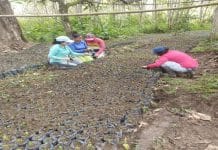 Con siembra de 32 mil árboles nativos, Neiva le apuesta a la restauración ecológica