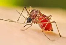 Dengue cobra la vida de 56 personas en Colombia durante 2025: Huila registra tres muertes
