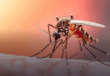 Cinco muertes por dengue en el Huila encienden las alarmas sanitarias