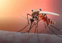 Cinco muertes por dengue en el Huila encienden las alarmas sanitarias